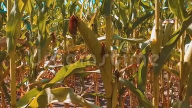 生活方式有机玉米田干熟玉米的农业。 概念玉米收获天然产品农业